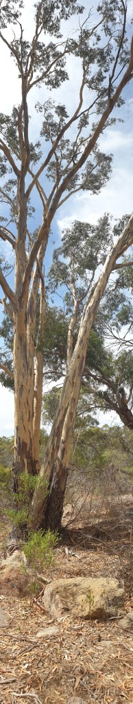 Kooyoora sentry tree